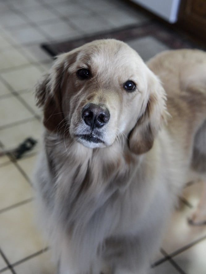 How To Make Gravy - Step by Step I howsweeteats.com