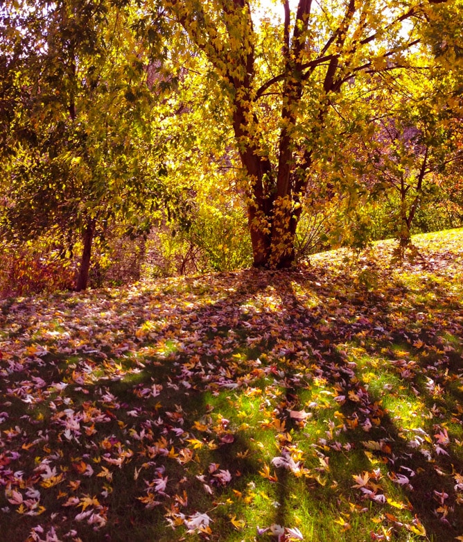 weekend things I howsweeteats.com