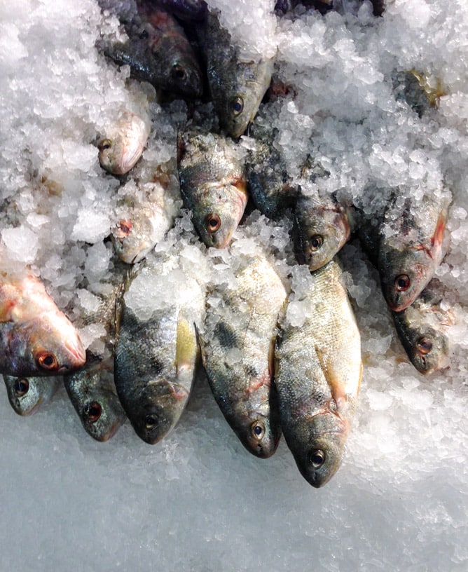 iphone life lately I howsweeteats.com