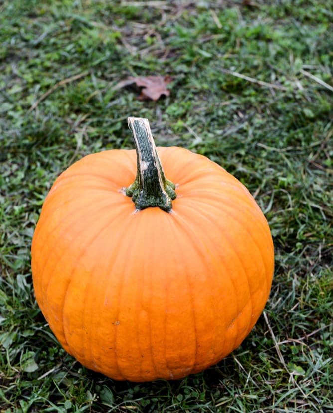 a little autumn drive I howsweeteats.com