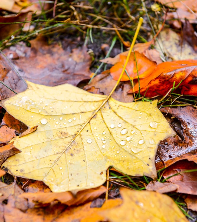 a little autumn drive I howsweeteats.com