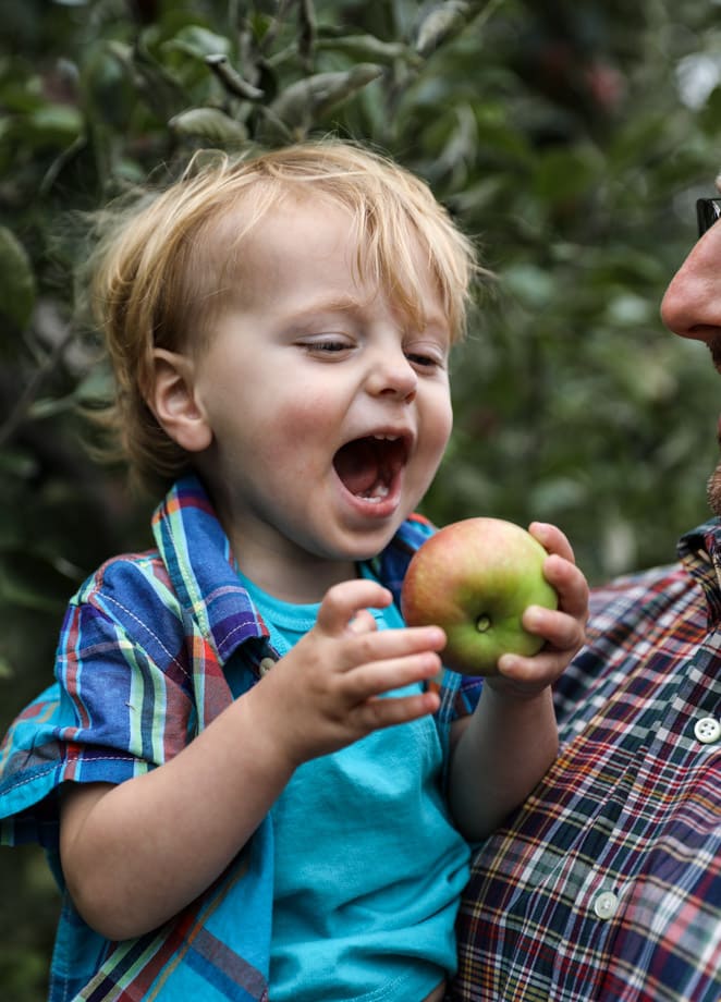 apple picking I howsweeteats.com