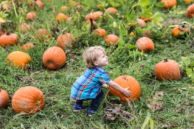 apple picking I howsweeteats.com