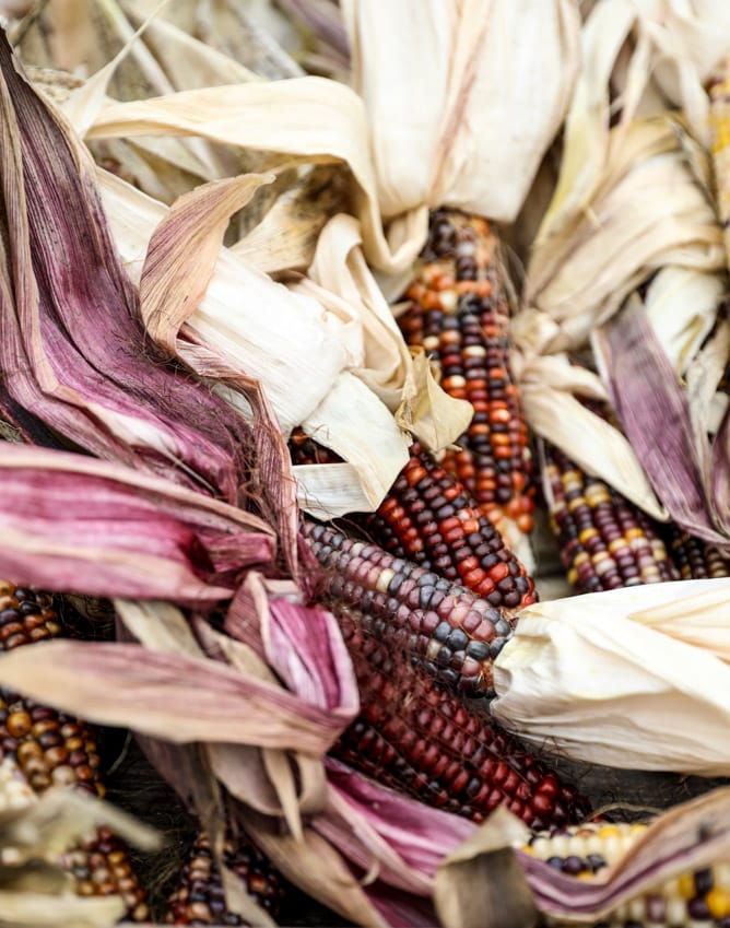 apple picking I howsweeteats.com