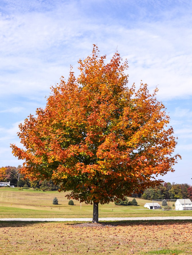 october sundays I howsweeteats.com