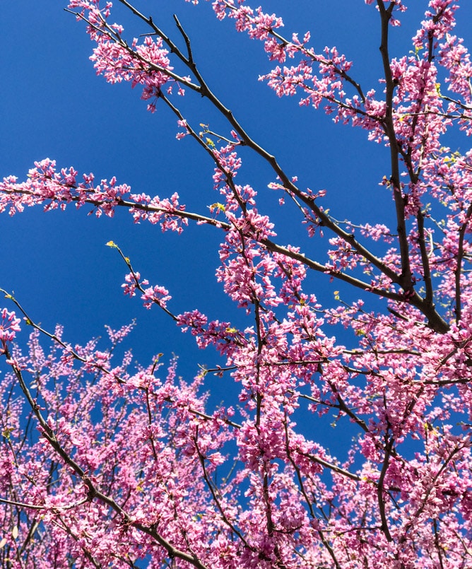 48 hours in NYC I howsweeteats.com