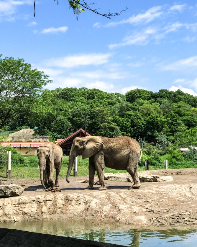 memorial day weekend I howsweeteats.com 