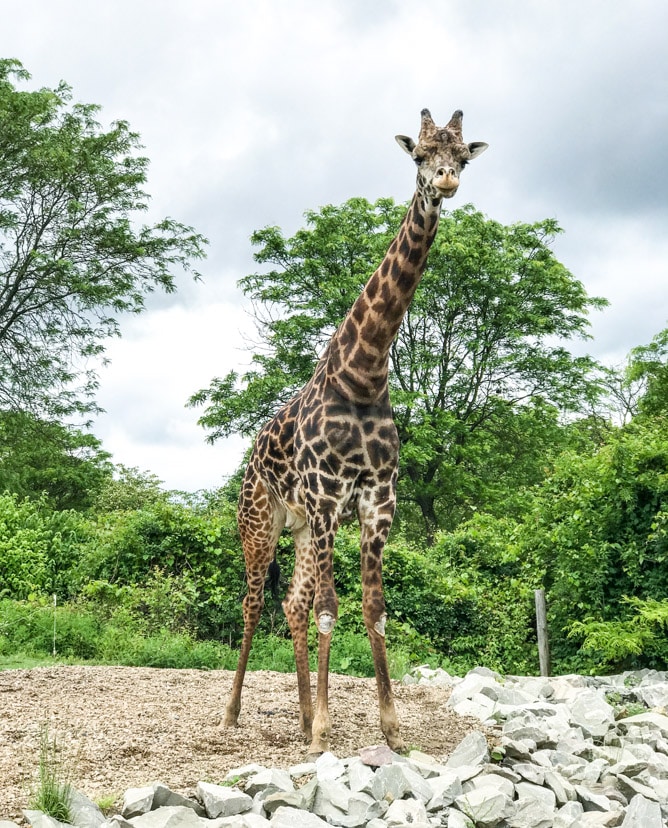 memorial day weekend I howsweeteats.com 