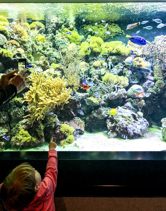 memorial day weekend I howsweeteats.com 