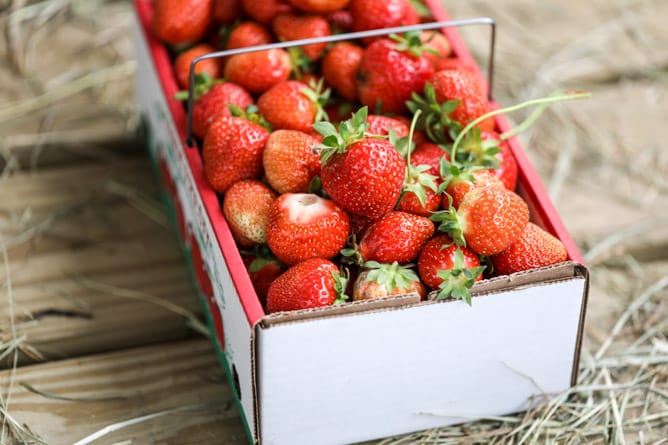 strawberry picking I howsweeteats.com 