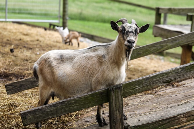 strawberry picking I howsweeteats.com 