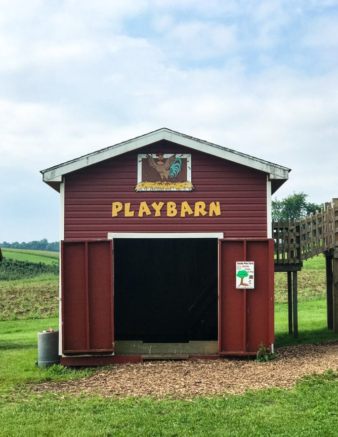 strawberry picking I howsweeteats.com 