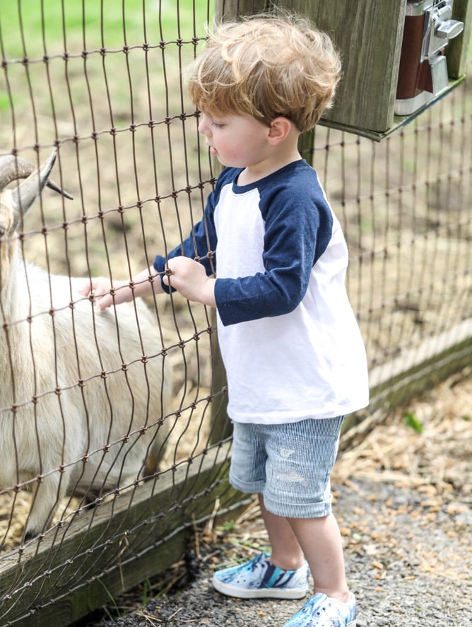 strawberry picking I howsweeteats.com 