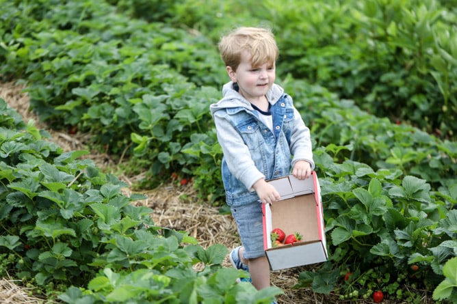 strawberry picking I howsweeteats.com 