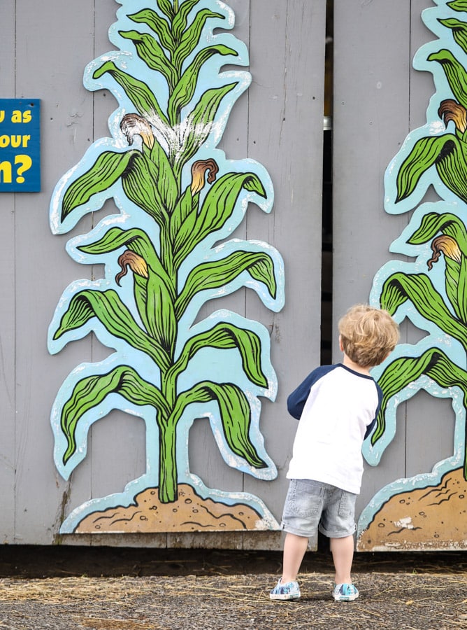 strawberry picking I howsweeteats.com 