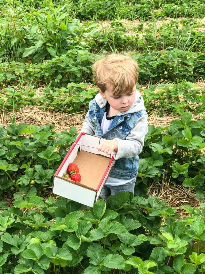strawberry picking I howsweeteats.com 