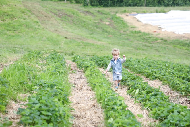 strawberry picking I howsweeteats.com 