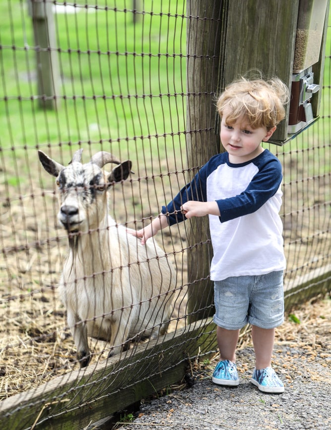 strawberry picking I howsweeteats.com 