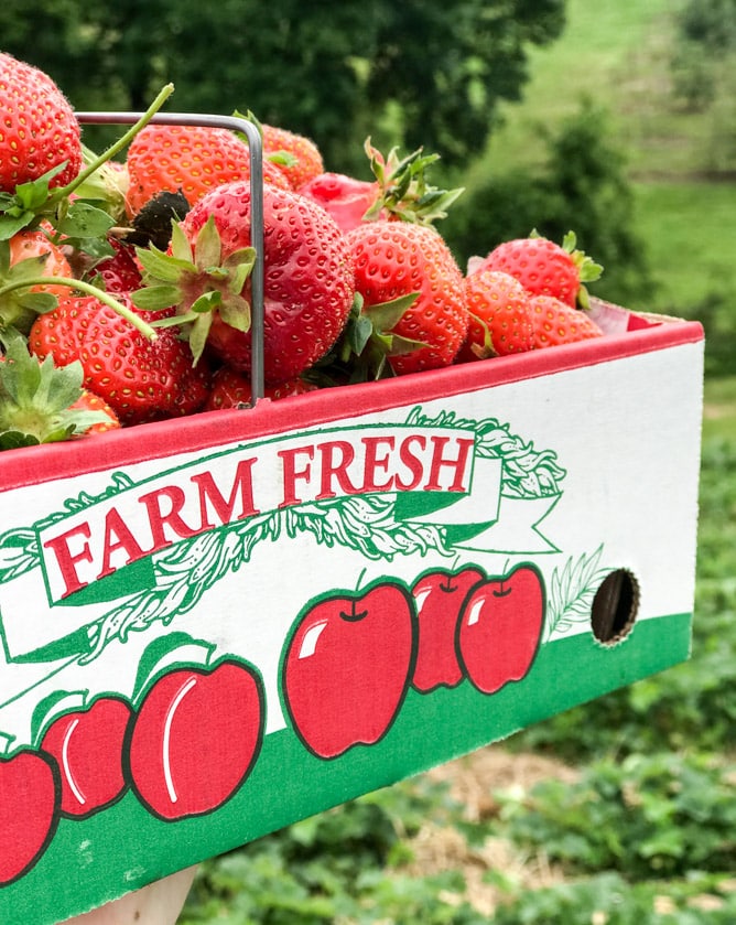 strawberry picking I howsweeteats.com 