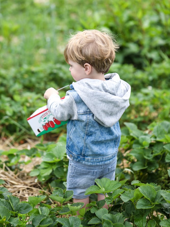 strawberry picking I howsweeteats.com 