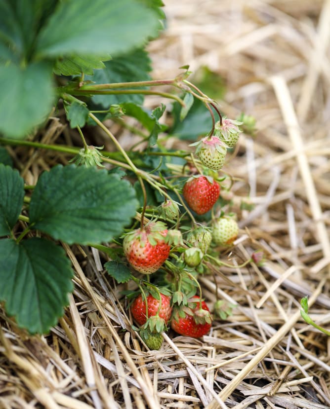 strawberry picking I howsweeteats.com 