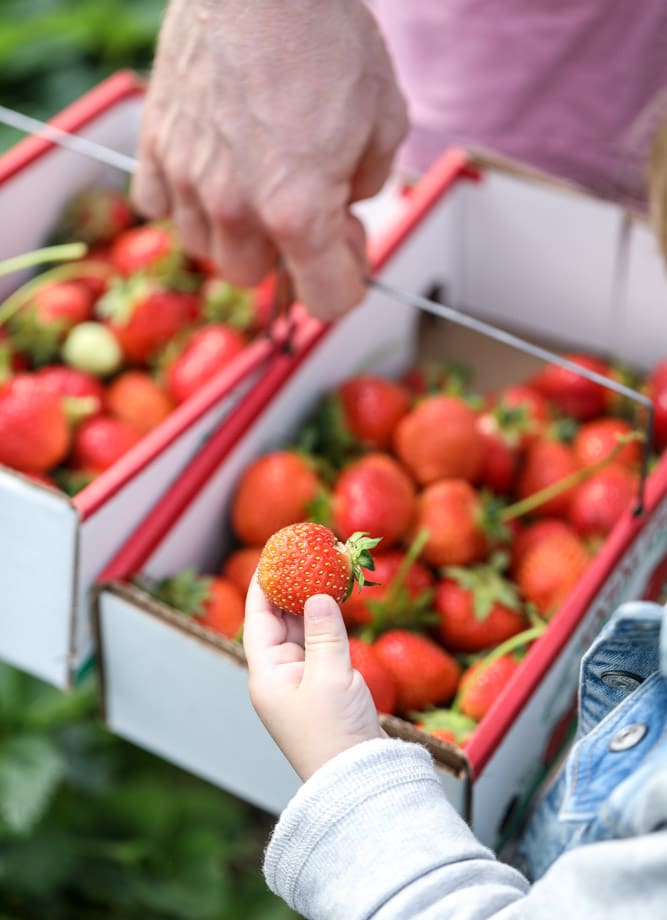 strawberry picking I howsweeteats.com 