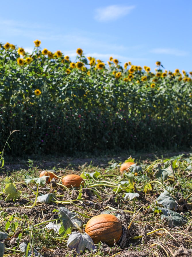 adventures in apple picking I howsweeteats.com