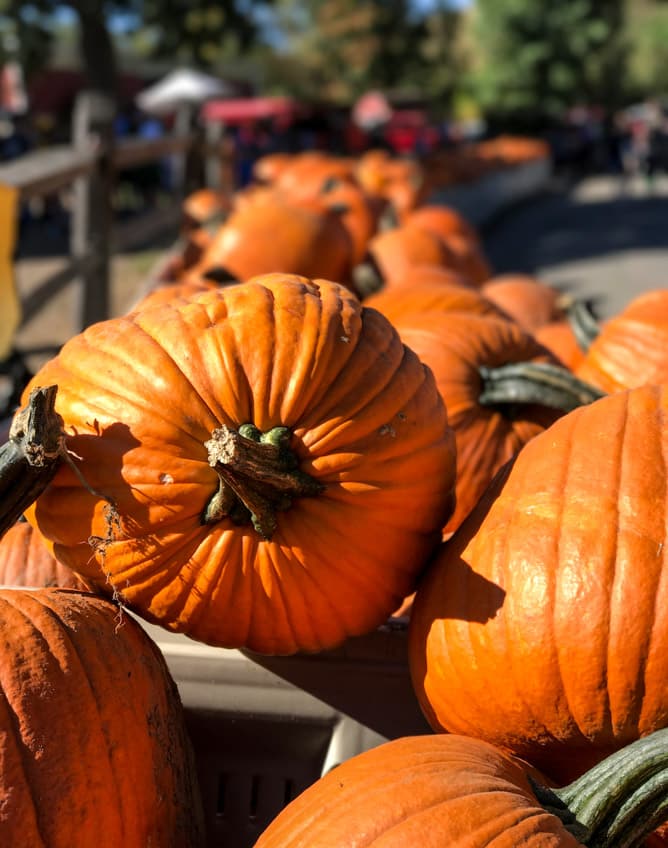 adventures in apple picking I howsweeteats.com