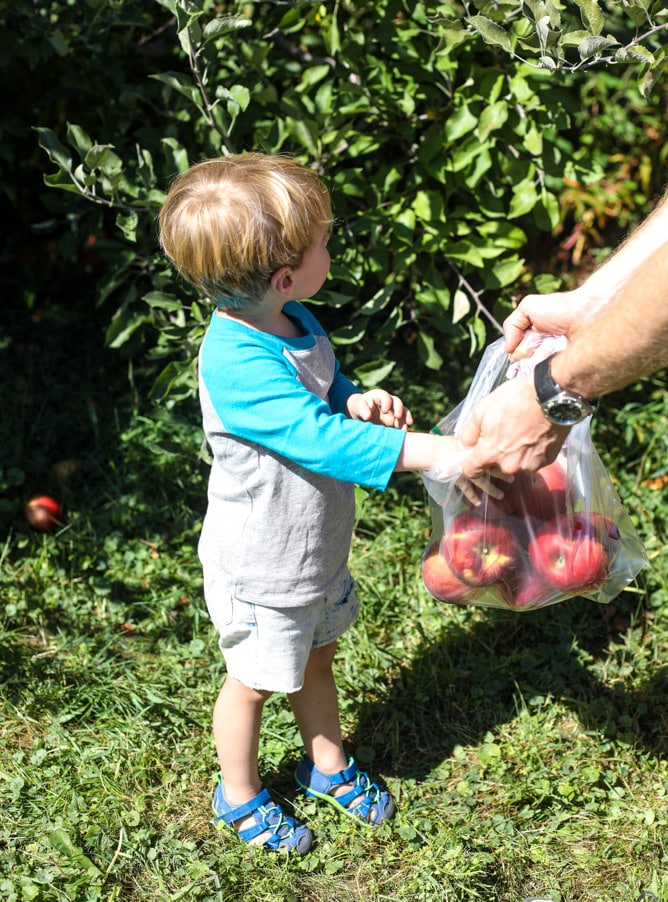 adventures in apple picking I howsweeteats.com
