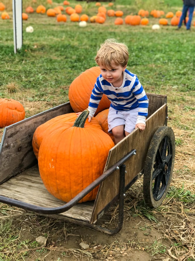 pumpkin patch I howsweeteats.com 