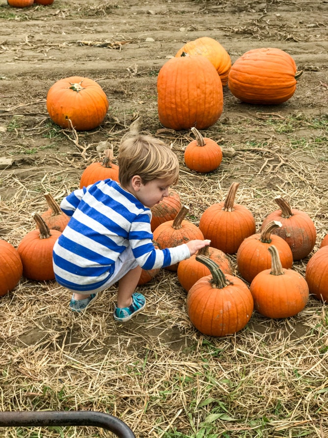 pumpkin patch I howsweeteats.com 