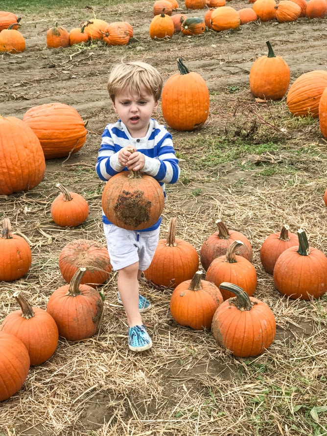 pumpkin patch I howsweeteats.com 