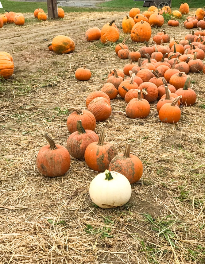 pumpkin patch I howsweeteats.com 