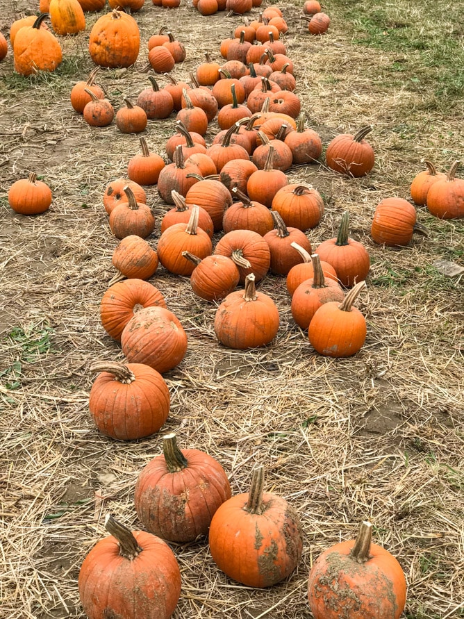 pumpkin patch I howsweeteats.com 