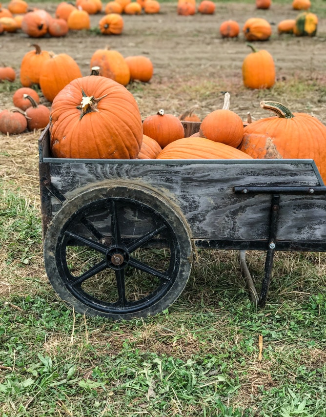 pumpkin patch I howsweeteats.com 