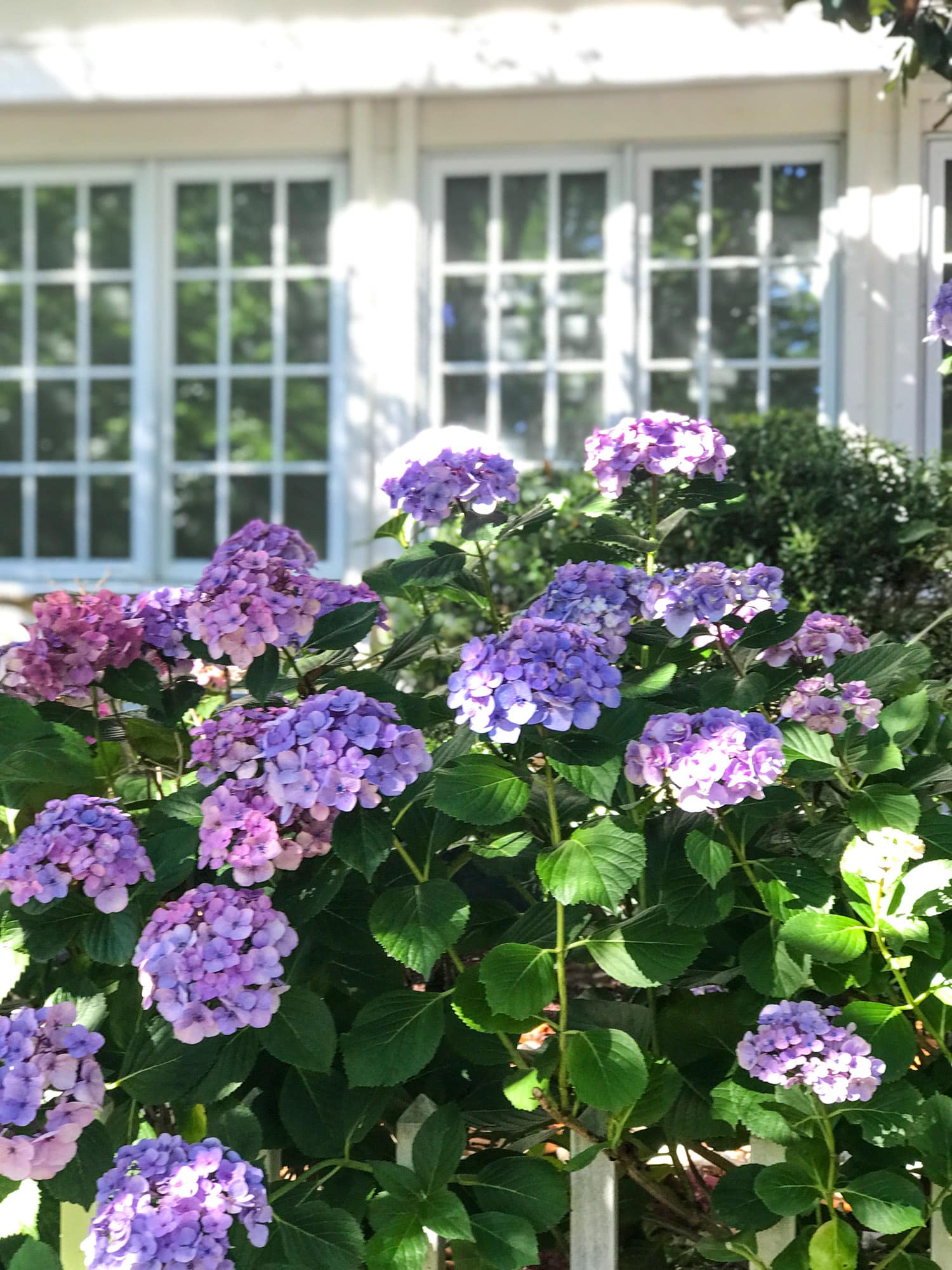 life lately I howsweeteats.com