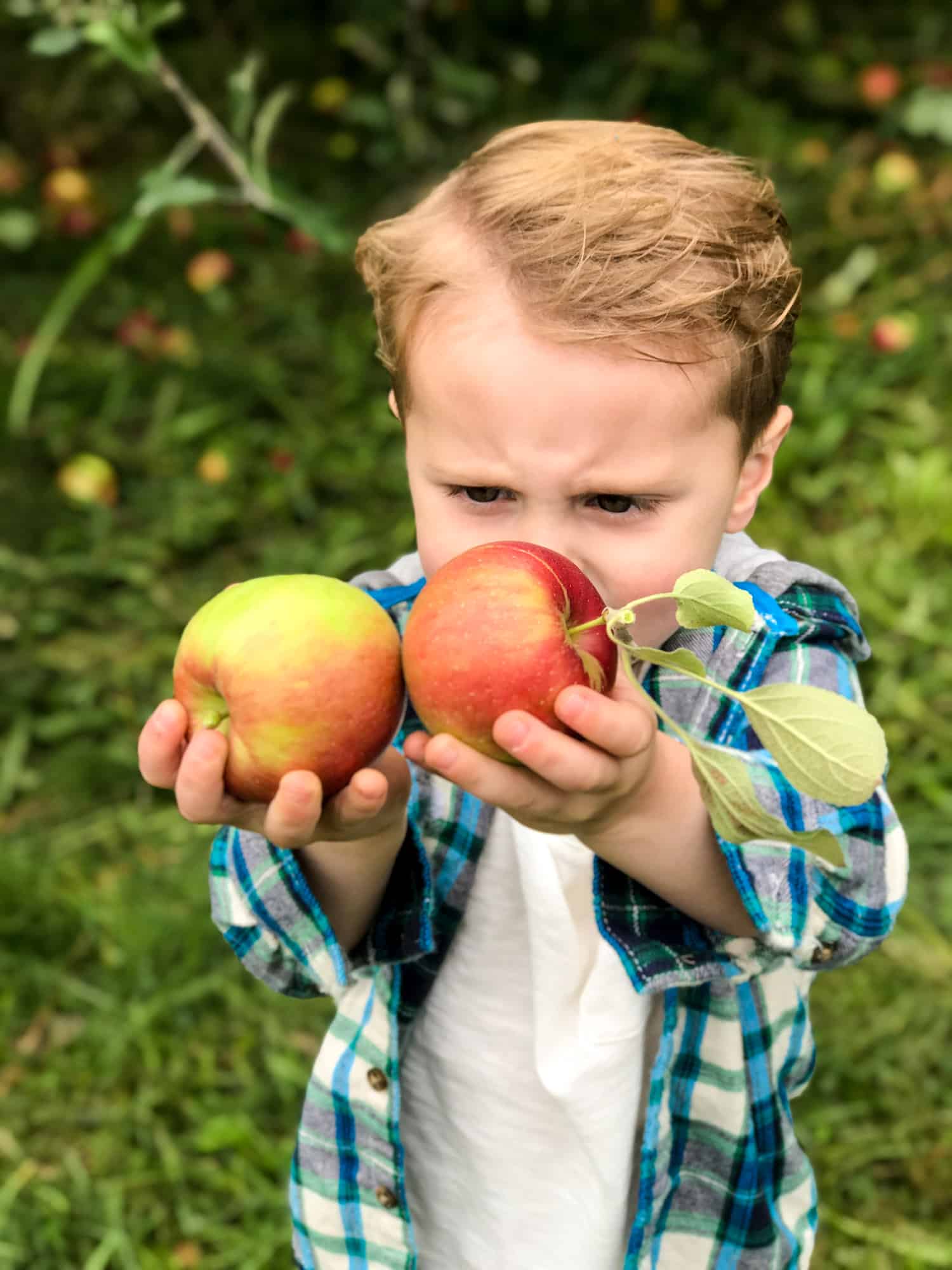 adventures in apple picking I howsweeteats.com