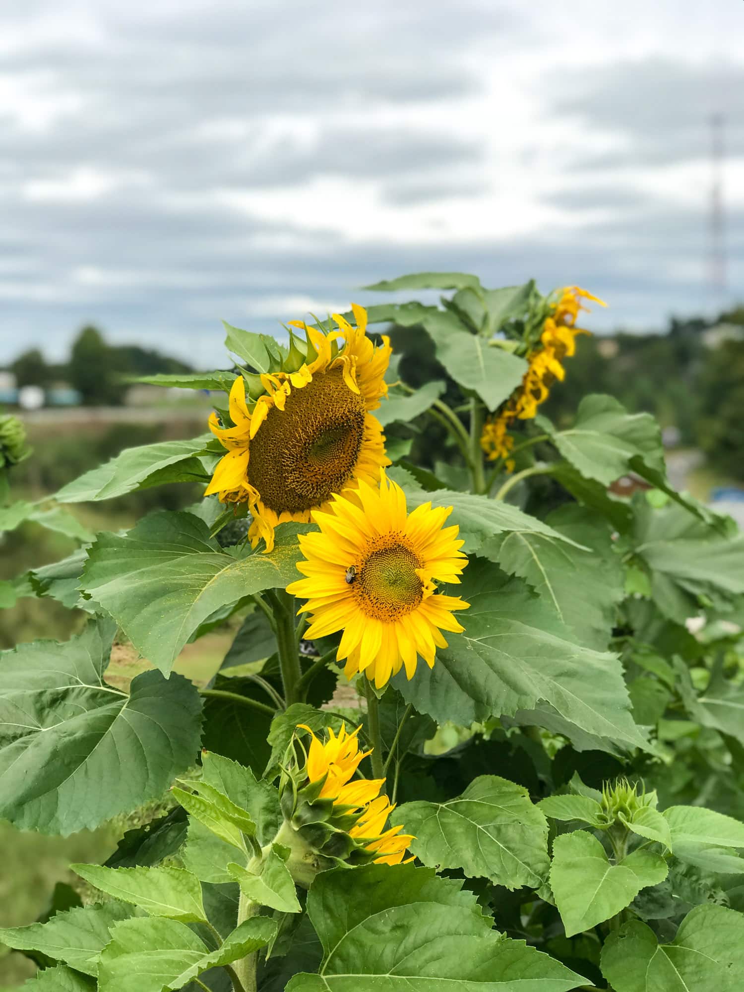 adventures in apple picking I howsweeteats.com