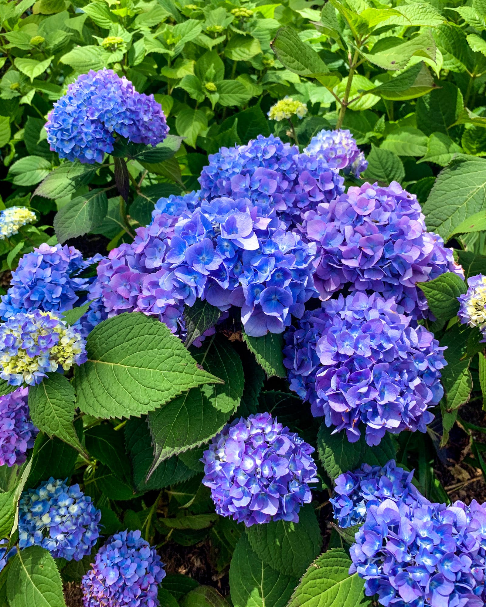 nantucket 2019 I howsweeteats