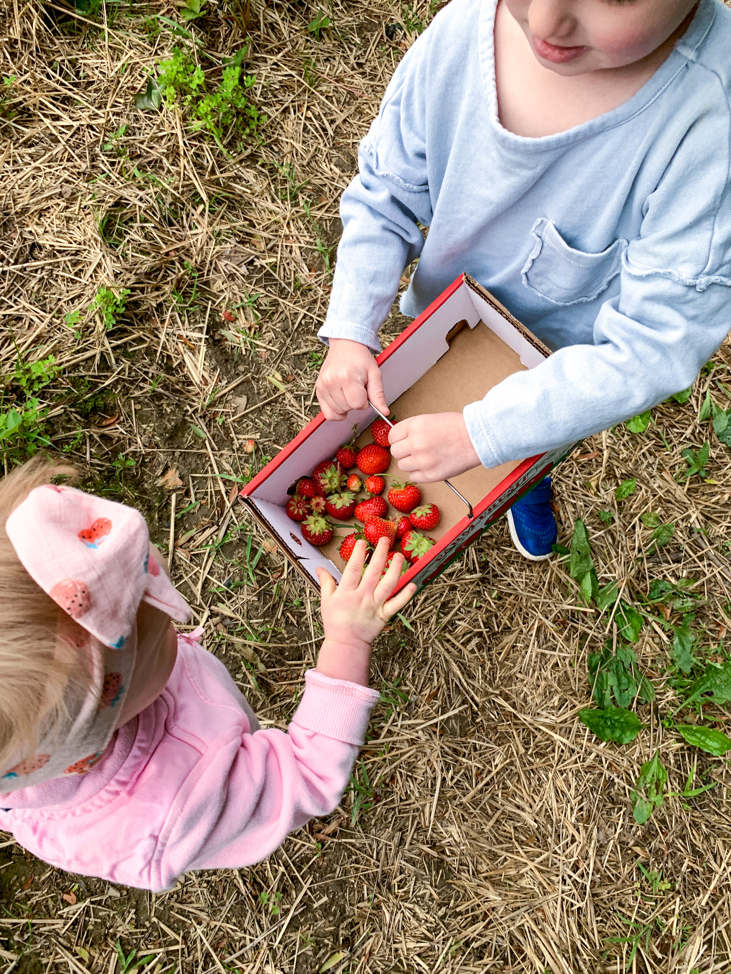 strawberry picking photo diary