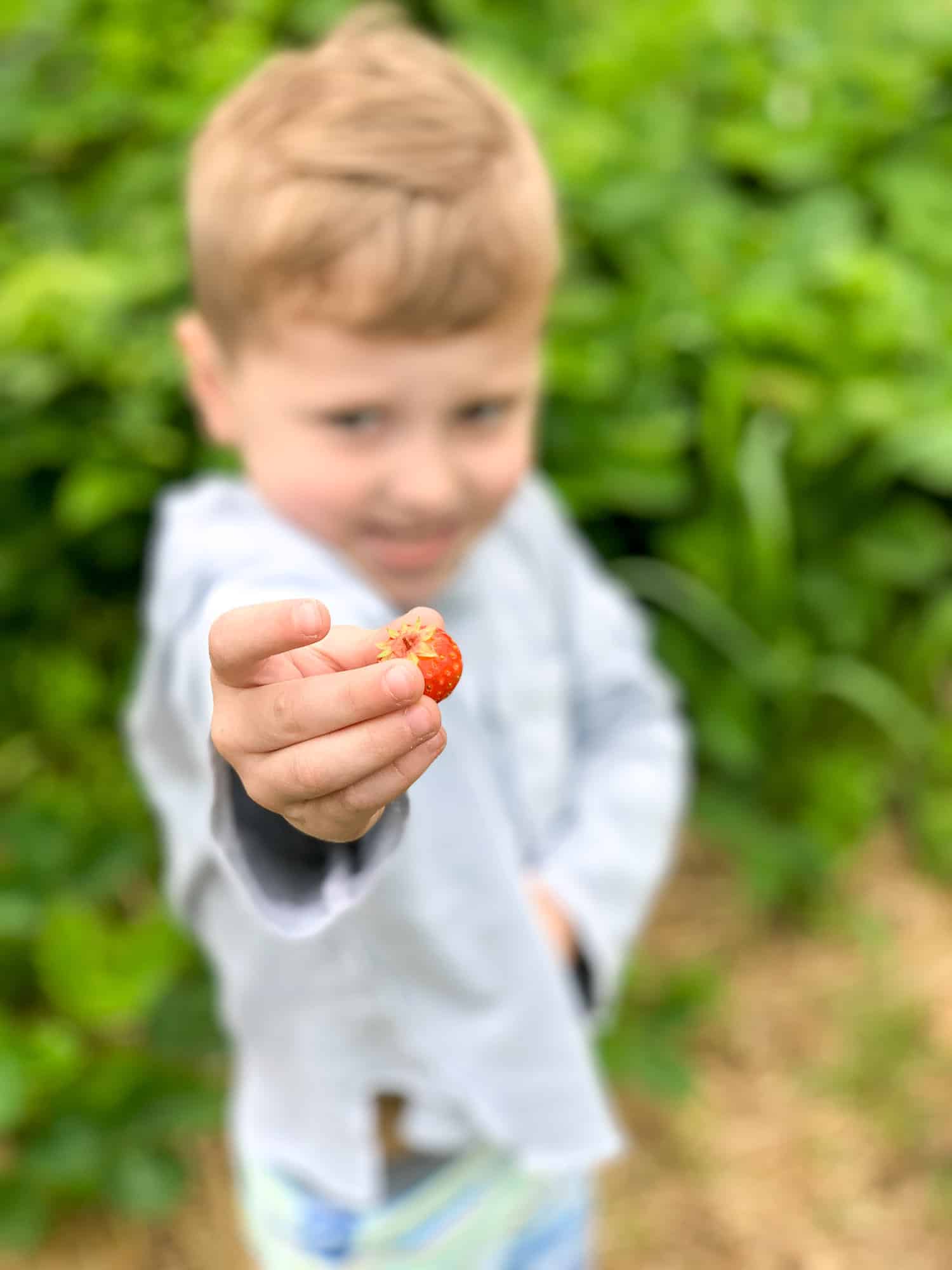 strawberry picking photo diary