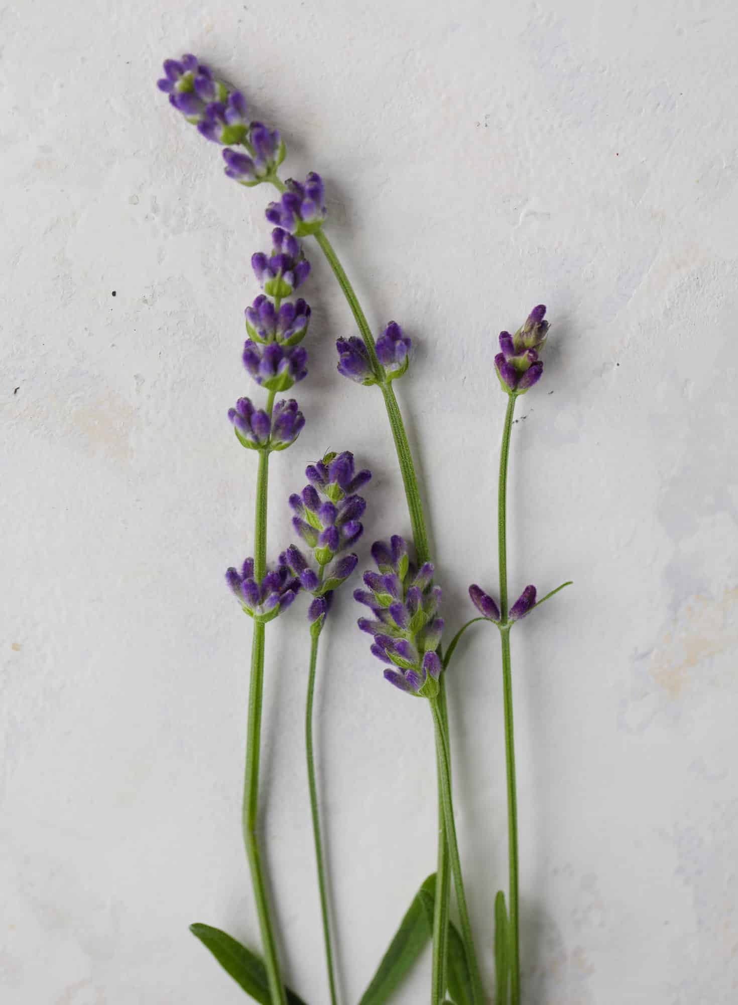 culinary lavender