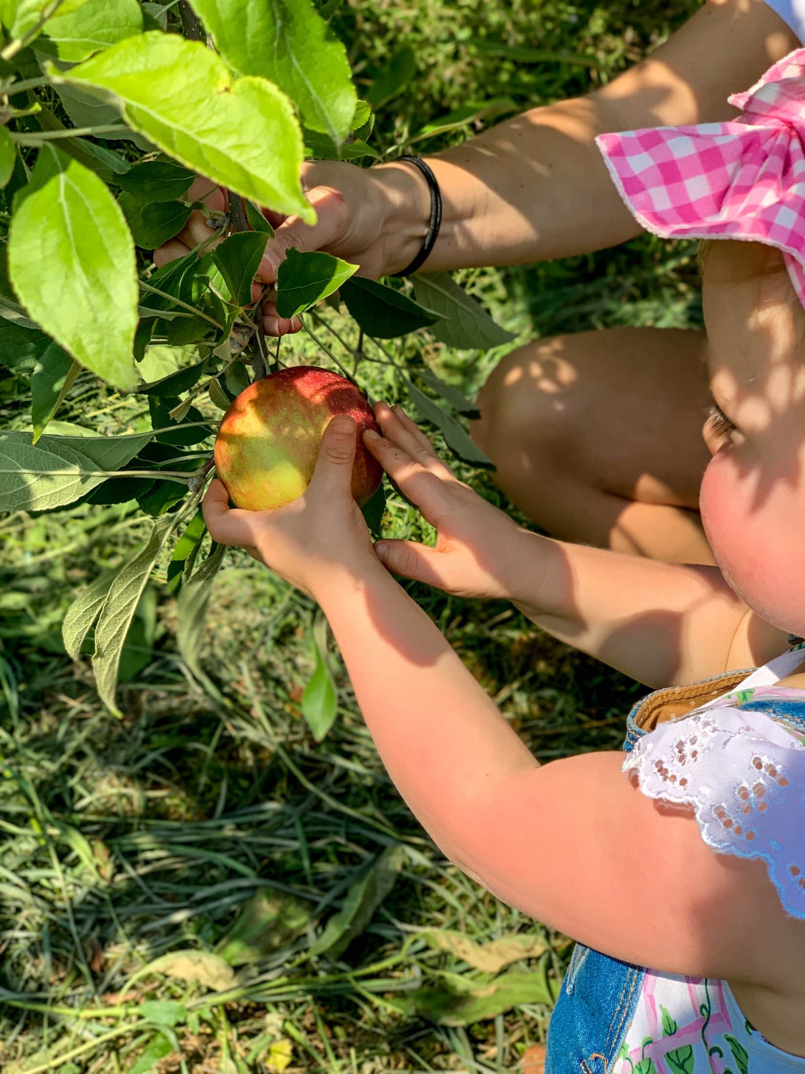 2019 apple picking photo diary I howsweeteats
