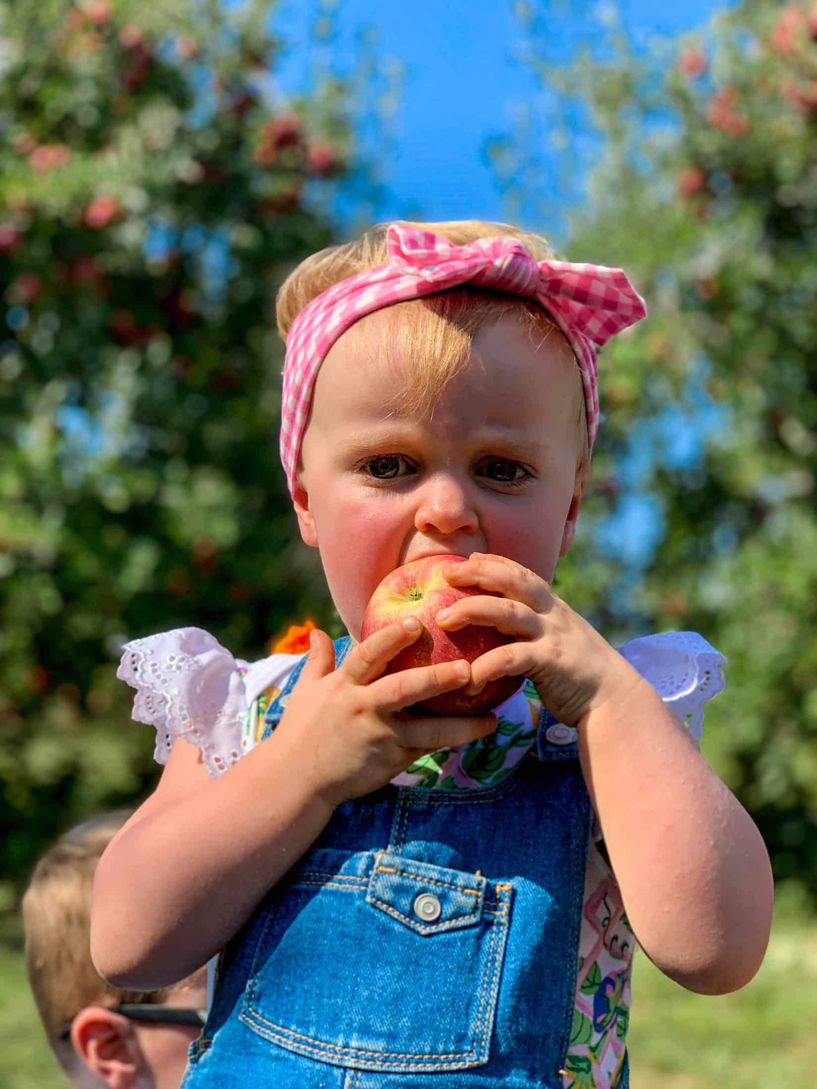 2019 apple picking photo diary I howsweeteats