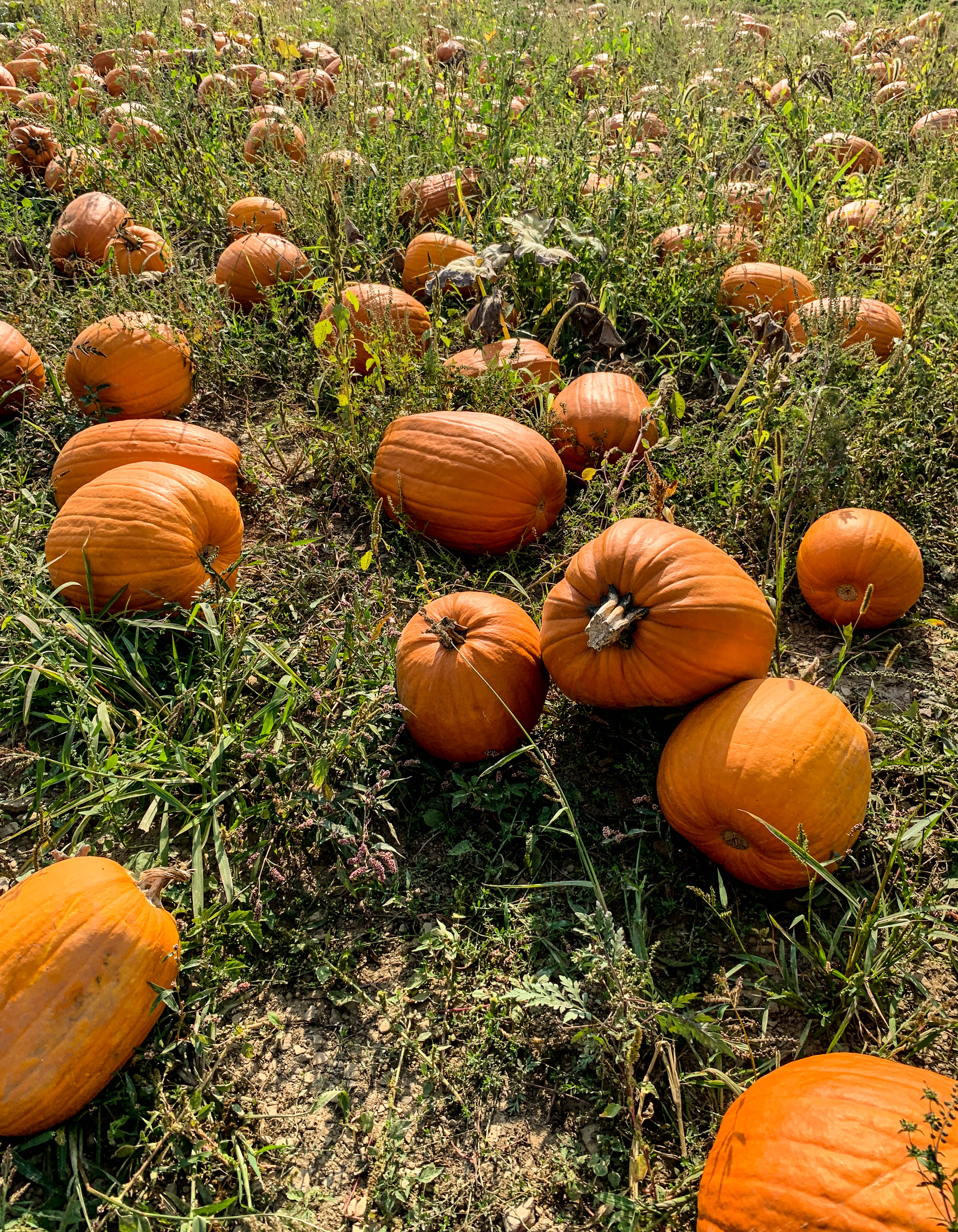 2019 apple picking photo diary I howsweeteats