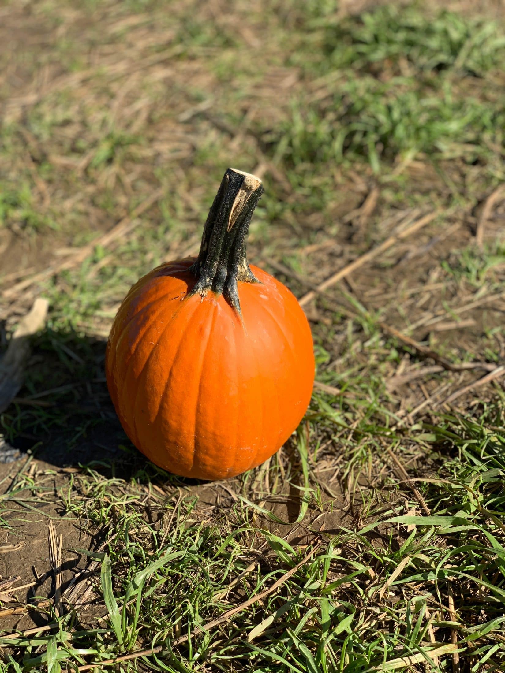 october weekends I howsweeteats