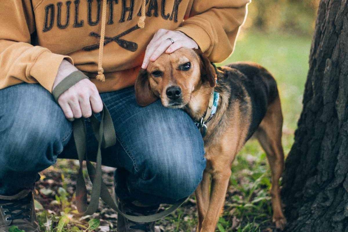 Dog laying her head on a man's lap.