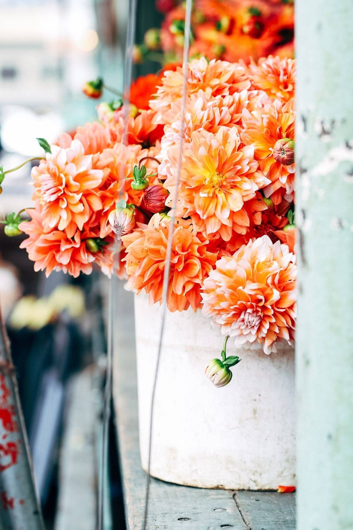 Bright pink flowers in a white pot.