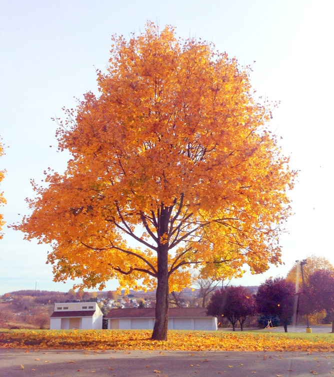 tuesday things I howsweeteats.com