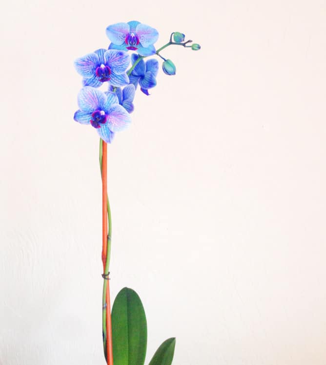 tuesday things I howsweeteats.com